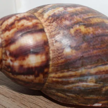 Apartment Groden4 Im Nordischen Stil Wangerooge